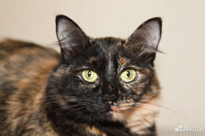 Лиза в поисках дома