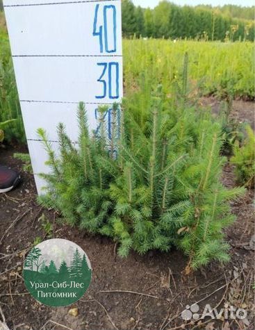 Зкс и окс Сосна Ель Лиственница сеянцы Голуб горн