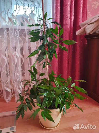 Гибискус китайская роза