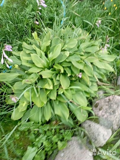 Хоста растение