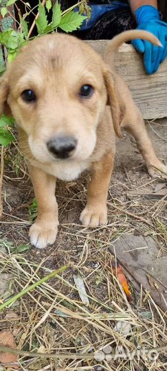 Щенки коротколапики в дар