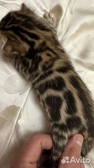 Бенгальские котята