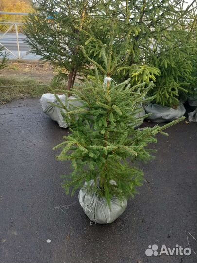 Ель зеленая