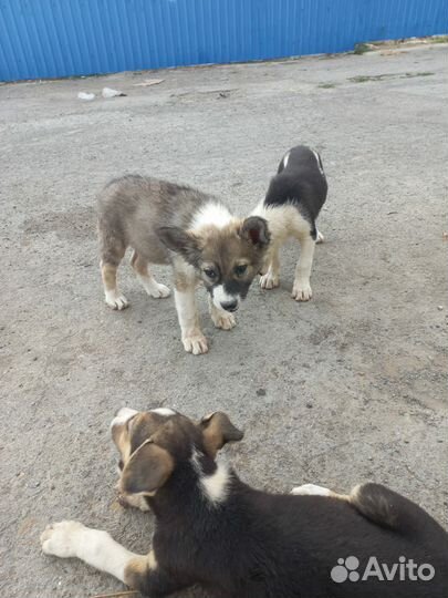 Собаки щенки без породы