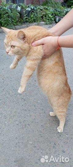 Кошка в добрые руки