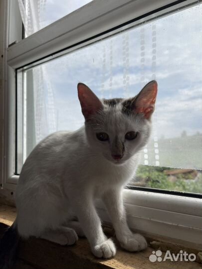 Котята в добрые руки бесплатно