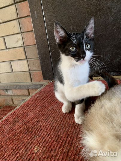 Отдам котят в добрые руки