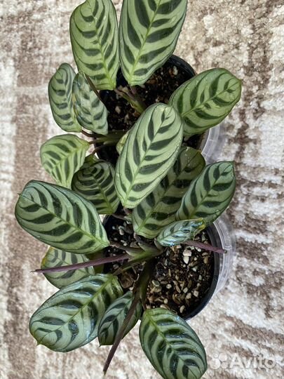 Калатея ктенанта