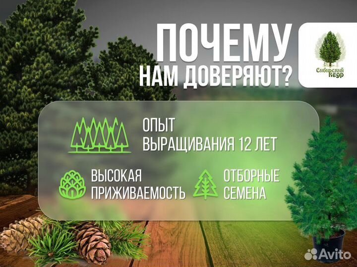 Саженцы кедра от производителя экстра класс