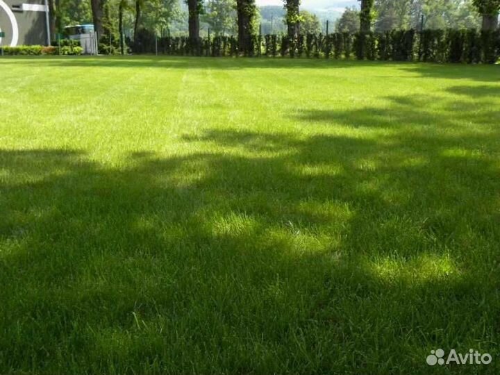 Рулонный газон от производителя