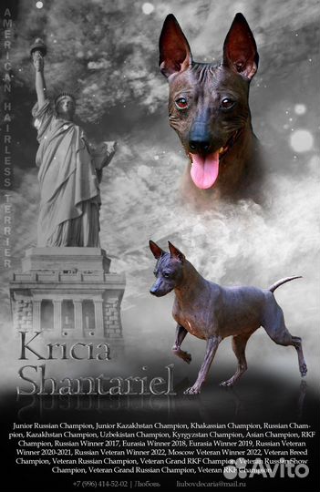 Презентация собаки