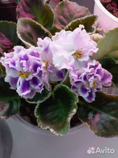 Фиалка Летние сумерки