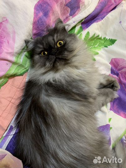 Персидский кот