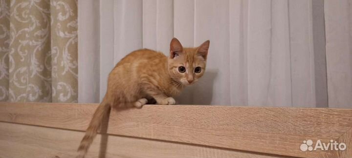 Кошечка рыжая