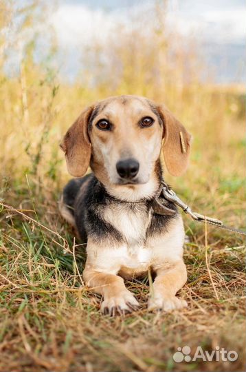 Бигль в добрые руки метис