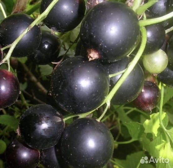 Саженцы черной смородины глобус, селеческая