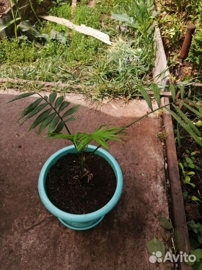 Комнатные цветы с горшком от 250