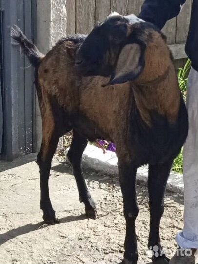 Нубийский козел