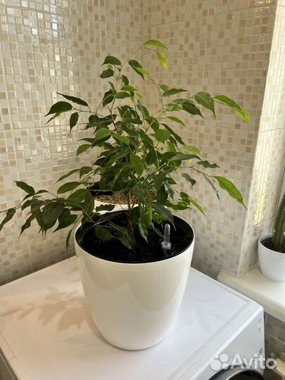 Фикус Бенджамина