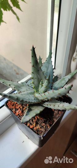 Алоэ Марлотти Суккулент в любящие руки