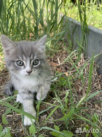 Котята британской кошки