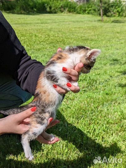 Трехцветный котенок на счастье