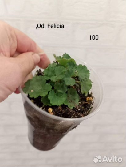 Пеларгонии сортовые