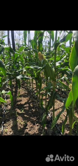 Продукты питания оптом