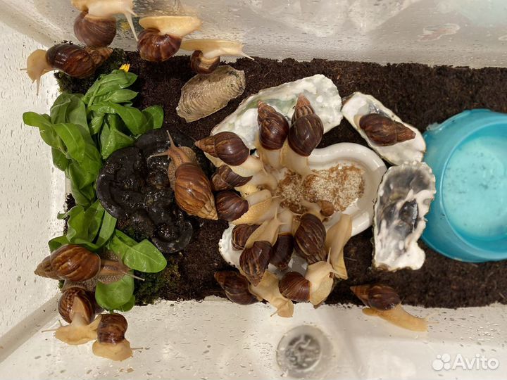 Ахатина улитка