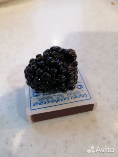 Ежевика, саженцы