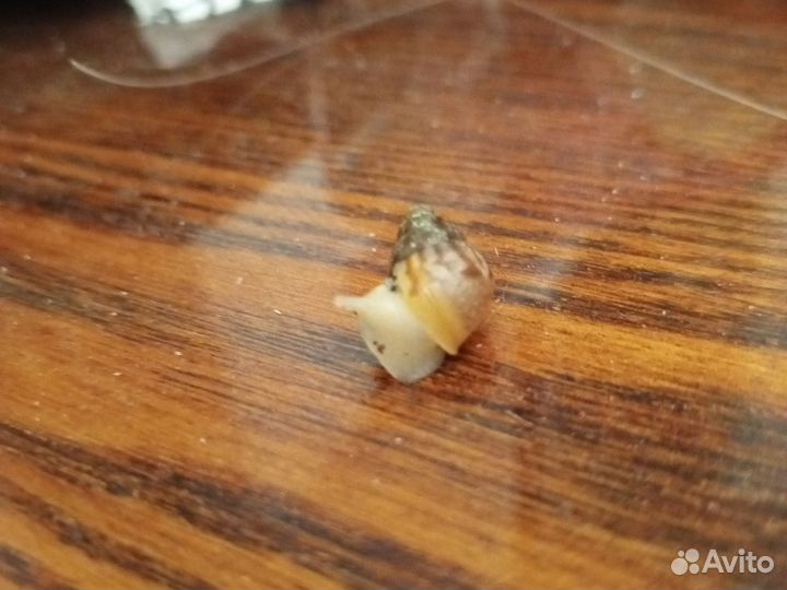 Улитки Ахатины