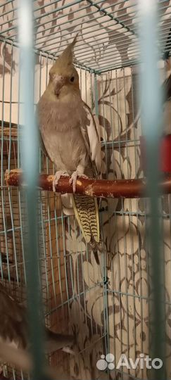 Птенцы корелла