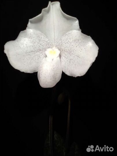 Орхидея пафиопедилум