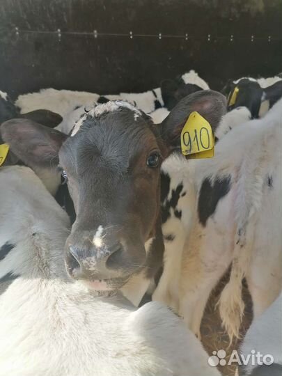 Бычки на откорм