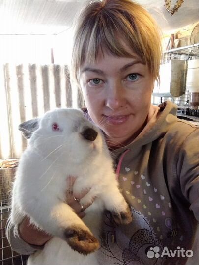 Кролики: нзк, калифорния, фландеры, строкачи, бара