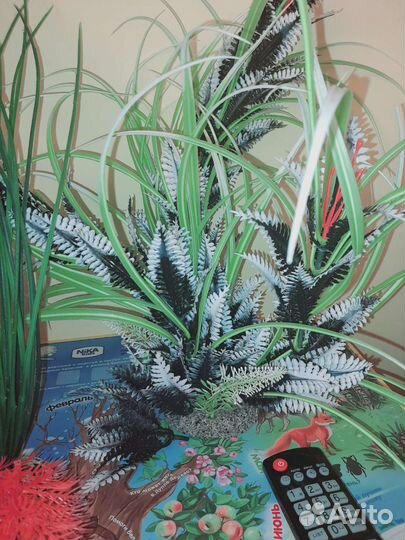 Водоросли для аквариума