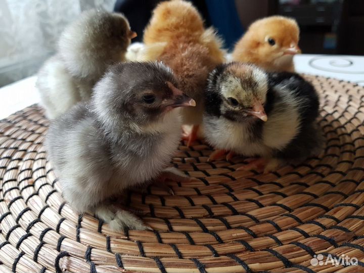 Цыпленок несушка