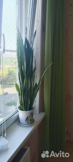 Сансевиерия тещин язык