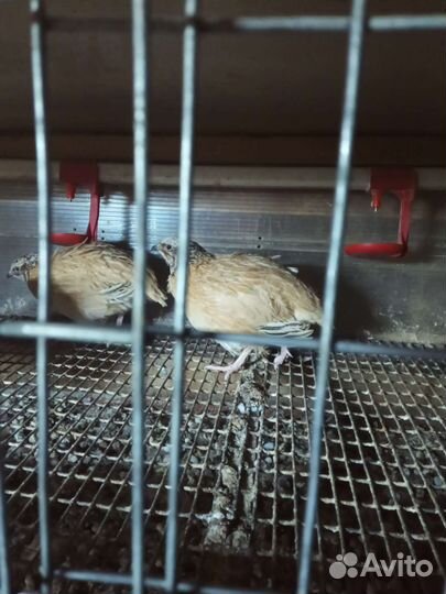 Перепела самцы на племя