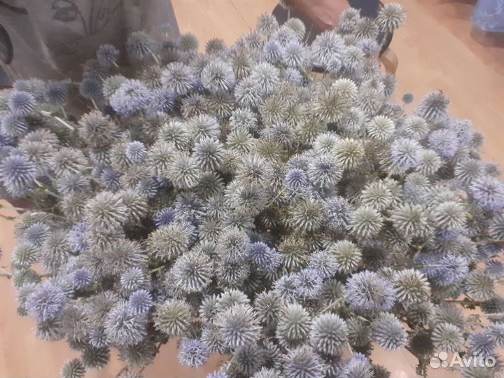 Мордовник шароголовый