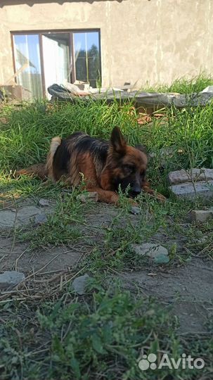Щенки немецкой овчарки