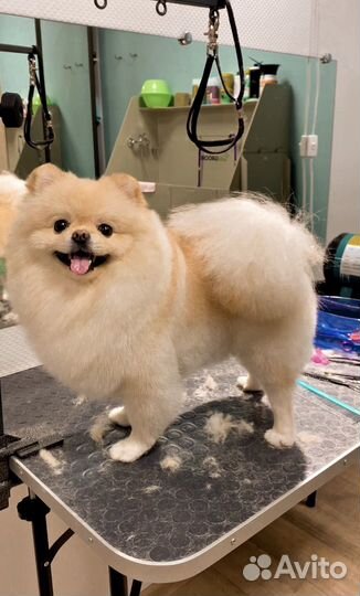 Груминг стрижка собак