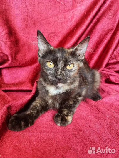 Котёнок в дар, метис мейн-куна