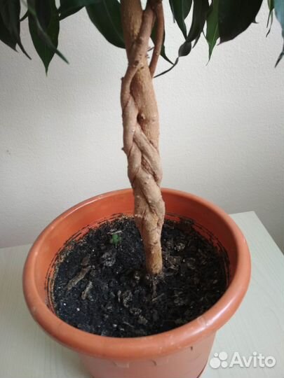 Фикус Бенджамина