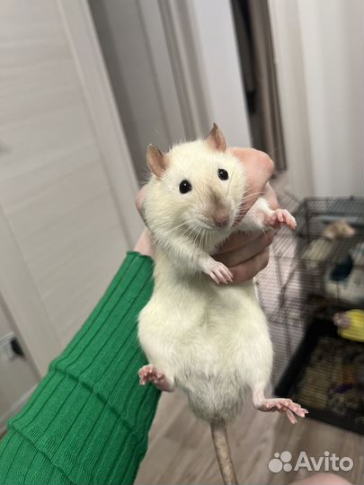 Декоративная крыса с клеткой