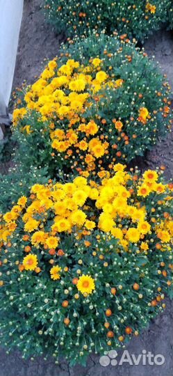 Хризантемы мультифлора/корейская