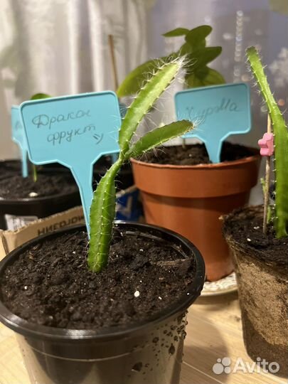 Питахайя - растение