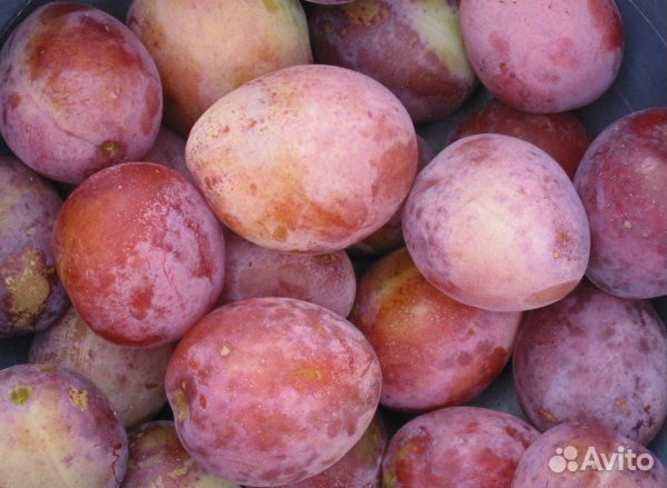 Слива «Виктория»