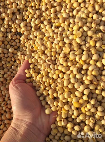 Соя продам