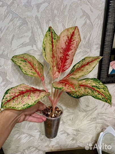 Аглаонемы сортовые